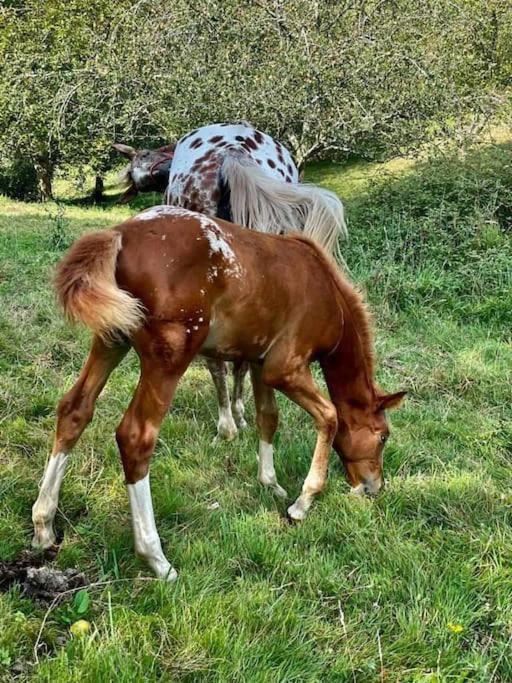 La Coqueta Del Sueve Villa Arriondas Luaran gambar